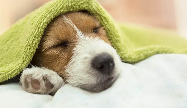 College is better when you bring the pup.